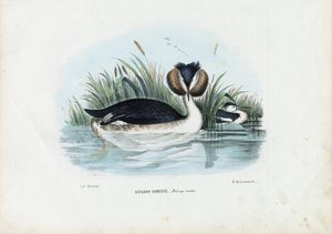 Grèbe huppé, 1863-79